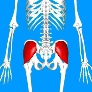gluteus-medius-b